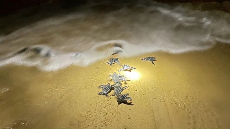Черепашата из восьмой кладки яиц вылупились на пляже Банг-Кхван. Фото: DMCR