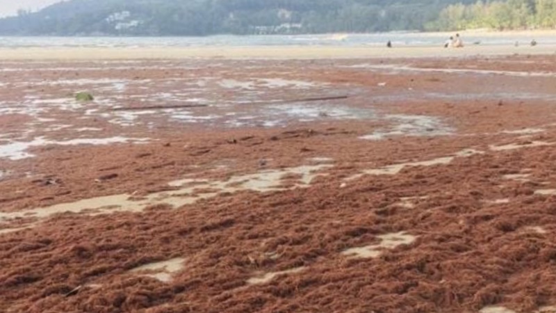 Морская органика на пляже в Камале. Фото: Потемневший канал в Камале. Явление носит сезонный характер (как минимум при текущем графике чистки). Фото: Kathu District Office
