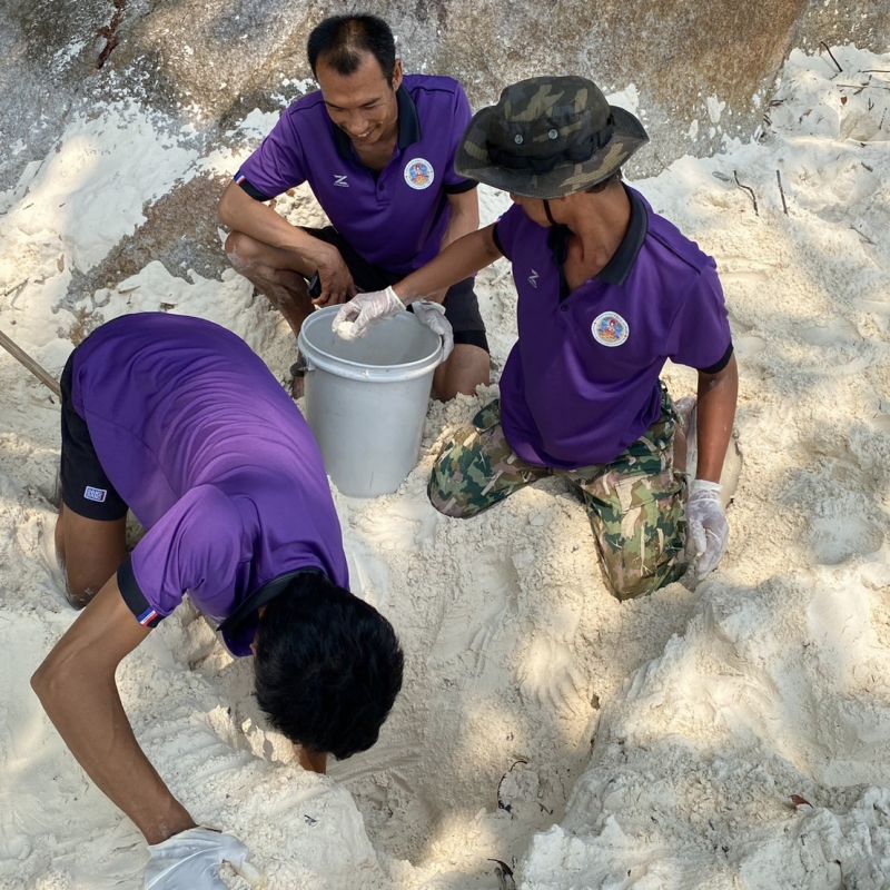 Кладку яиц морской черепахи обнаружили на острове Тачай. Фото: Mu Ko Similan National Park