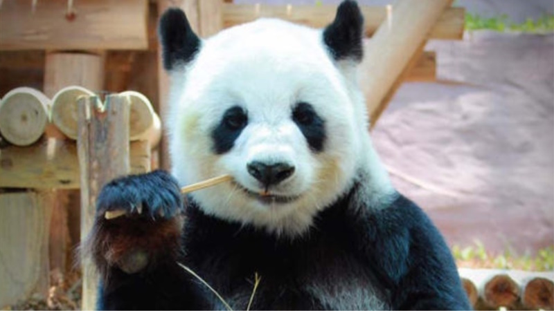 Панда Линь Хуй умерла в зоопарке Чианг-Мая
