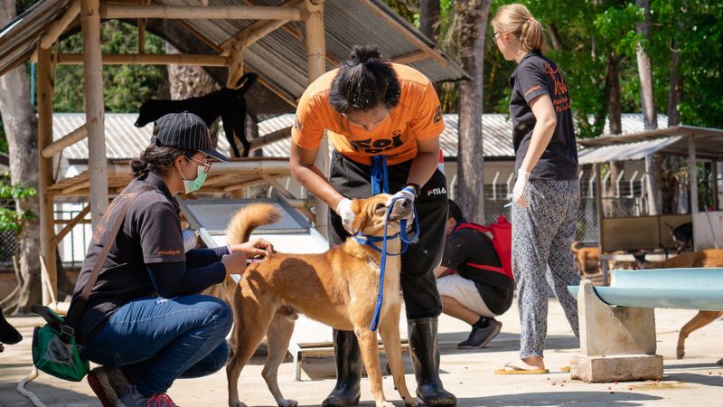 В Кату пять дней будут бесплатно прививать собак от бешенства