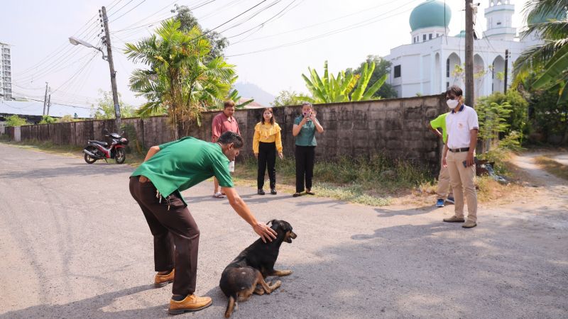 Двух бродячих собак поймали у мечети Masjid Jamek (Yameay) в Пхукет-Тауне. Фото: Phuket City Municipaity