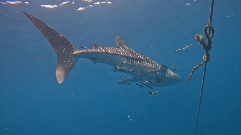 Дайверы повстречали китовую акулу у Пхангана
