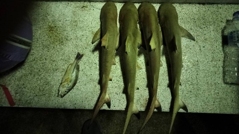 Сотрудники DMCR передали в полицию рыбака, у которого обнаружили четырех рифовых акул. Фото: DMCR
