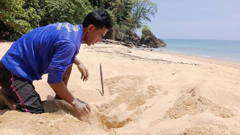 Кладку яиц морской черепахи нашли на острове Ра в провинции Пханг-Нга. Фото: DMCR