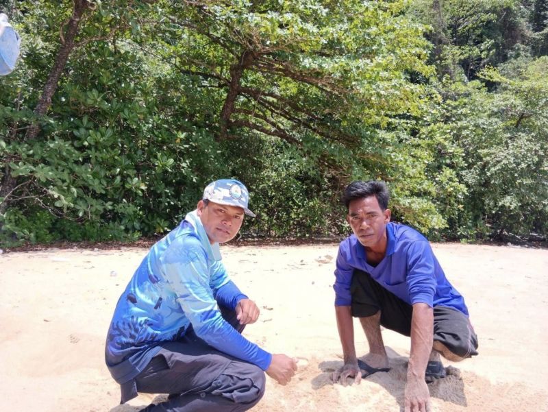 Кладку яиц морской черепахи нашли на острове Ра в провинции Пханг-Нга. Фото: DMCR