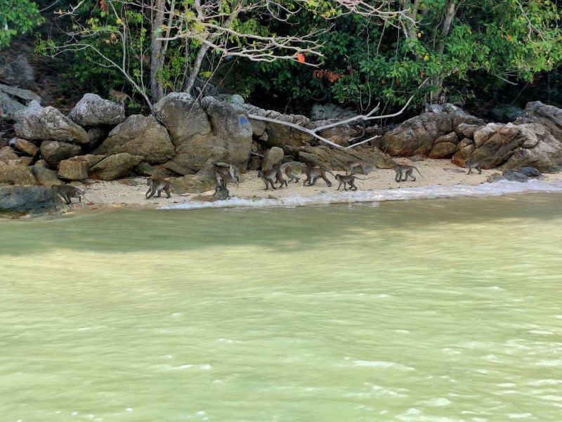 Макаки-релоканты на острове Пайю. Фото: Ongchart Choeuhom