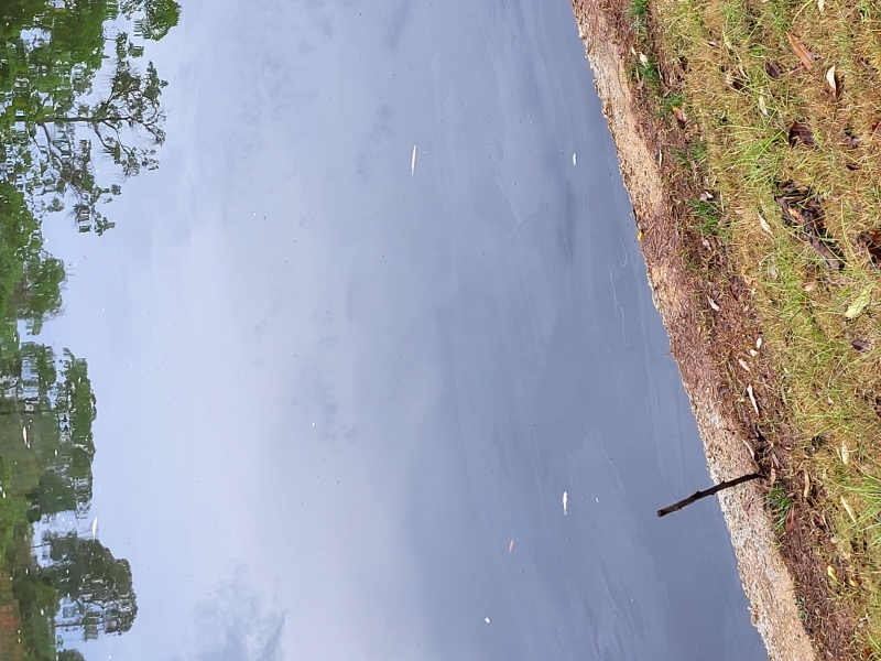 Массовая гибель рыбы произошла в озере на Най-Харне. Фото сделано 8 мая.
