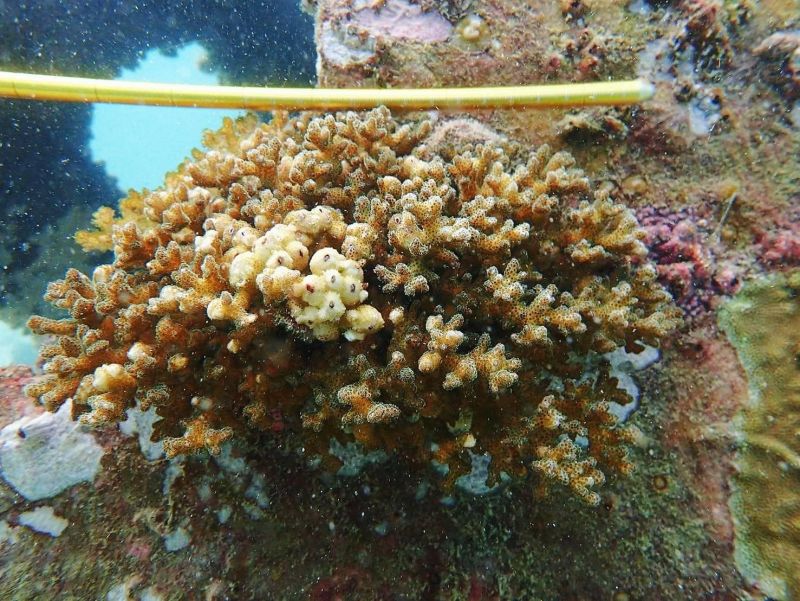 Искусственный риф у острова Майтон. Фото: DMCR