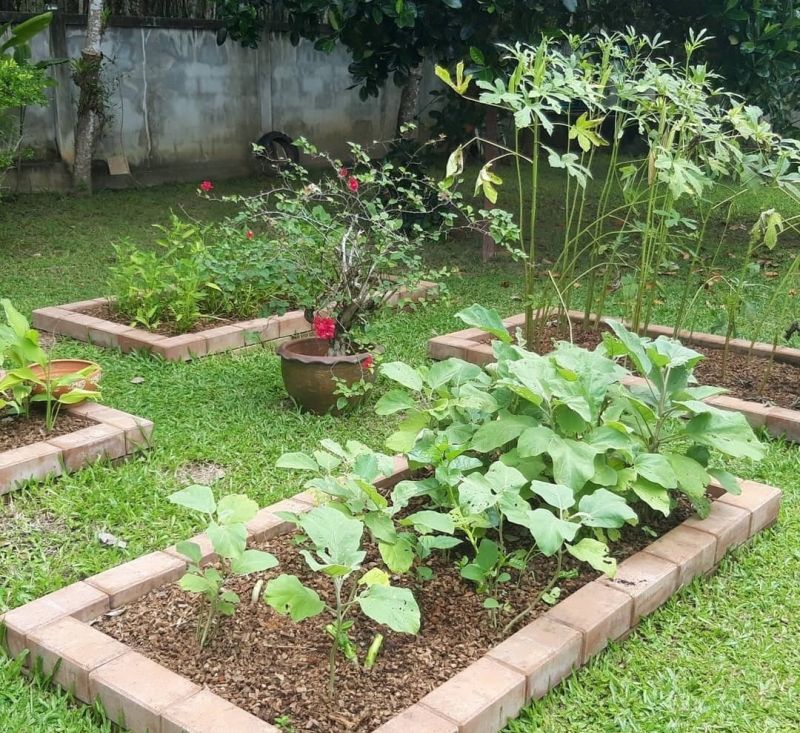 Ваша лужайка у дома может заодно и обеспечивать вас свежей зеленью Фото: Phuket Farmers Club