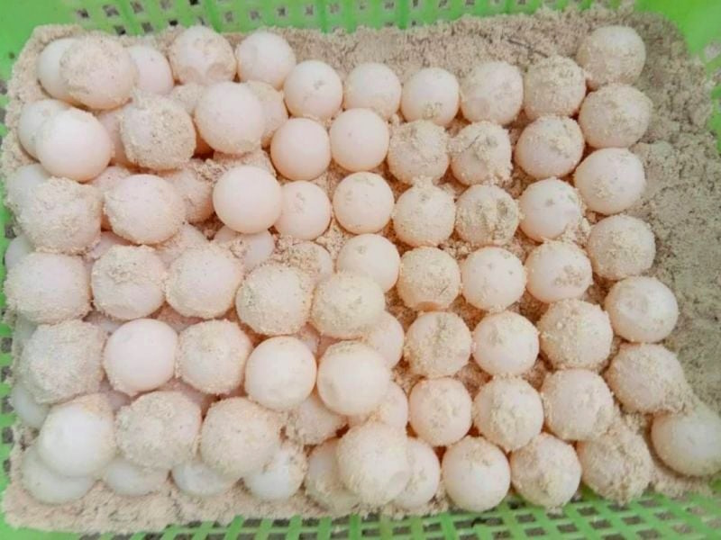 На Симиланах нашли две кладки черепашьих яиц. Фото: Mu Ko Similan National Park