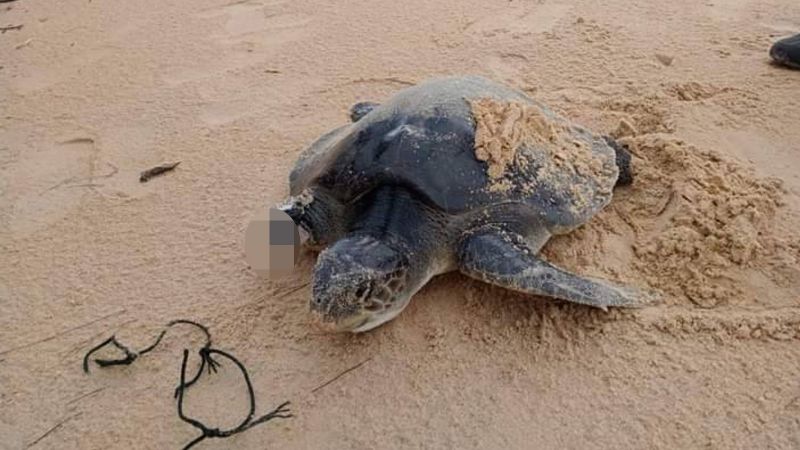 Раненую черепаху без передней ласты доставили на лечение на Пхукет