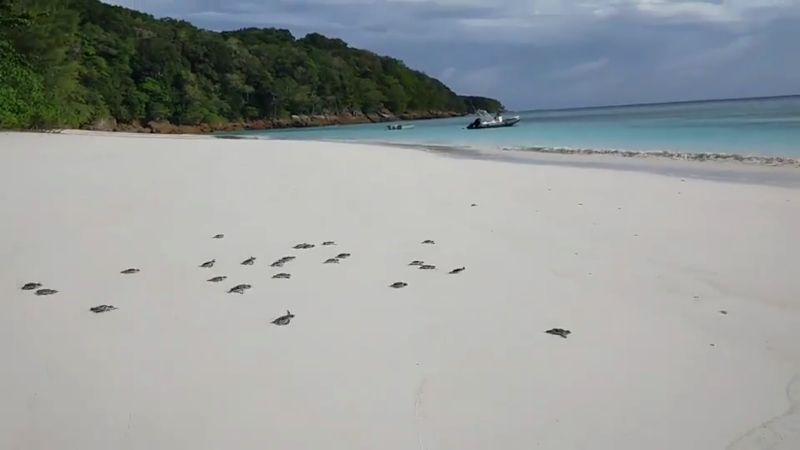 Морские черепашки вылупились на острове Тачай