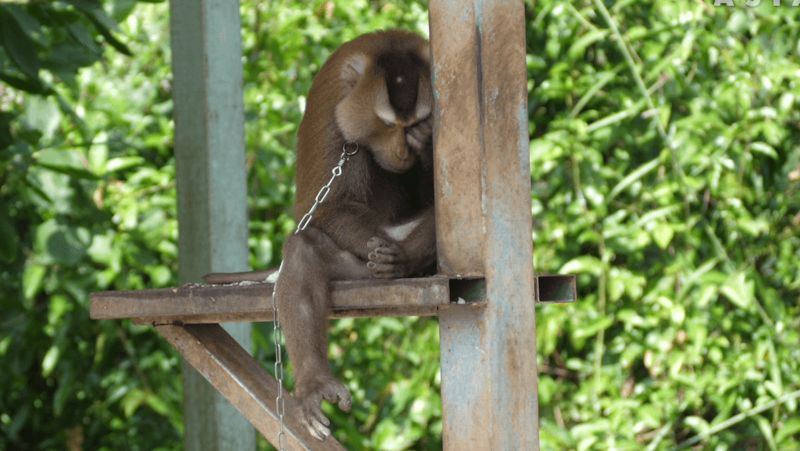 РЕТА продолжает кампанию против эксплуатации обезьян при сборе кокосов в Таиланде
