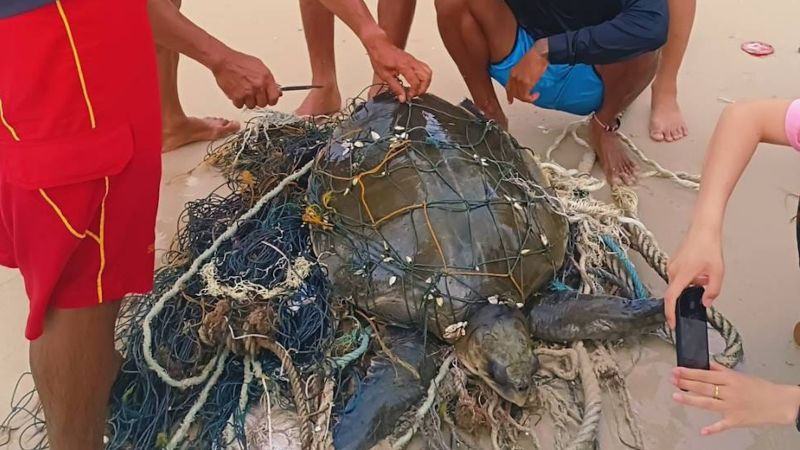 На Пхукете спасли запутавшуюся в сетях черепаху