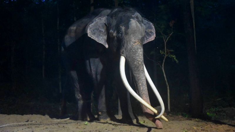 Тайский слон вернулся домой после 22 лет тяжелой дипломатической миссии на Шри-Ланке