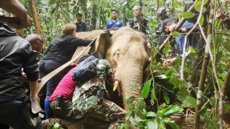 Суд в Таиланде выдал распоряжение о релокации слона-дебошира