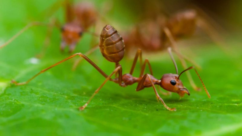 Бюрократичная армия. Каких муравьев можно встретить в Таиланде и чем они примечательны
