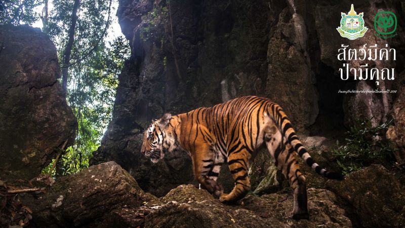 Конкурс фотографий дикой природы проходит в Таиланде