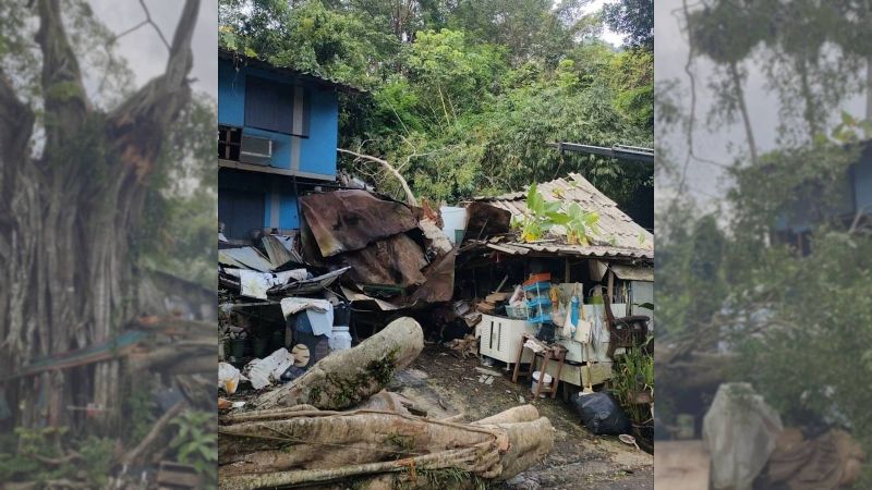 Ветвь огромного баньяна рухнула на жилой дом в Пхукет-Тауне